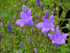 Campanula portenschlagiana bestellen